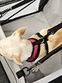 Car Seat Dog Cradle
